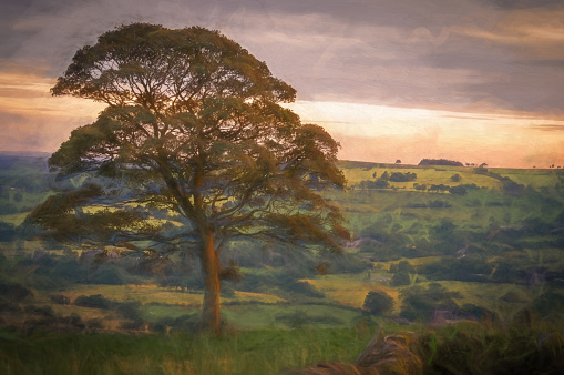 Digital painting of a lone tree at sunset on the Roaches in the Peak District National park. The water at Tittesworth reservoir can be seen through the branches of the tree.