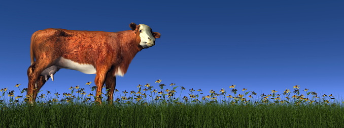 Hereford cow standing in the grass with flowers by blue day - 3D render