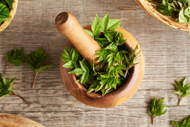 istock Fresh ground elder plant in a mortar in spring 1394822337