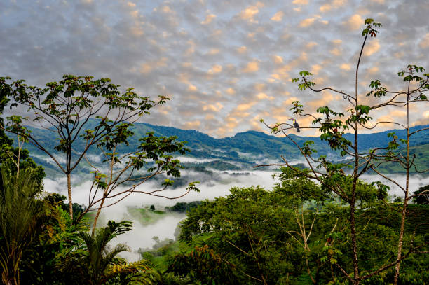 Panoramic mountain view of the rainforest and jungle landscape in Costa Rica with the sun setting, stock photo