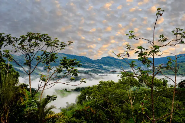 Photo of Panoramic mountain view of the rainforest and jungle landscape in Costa Rica with the sun setting,