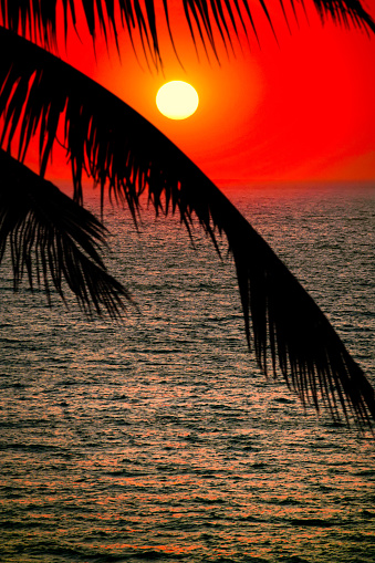 Summer tropical with colorful theme as palm trees on the beach background