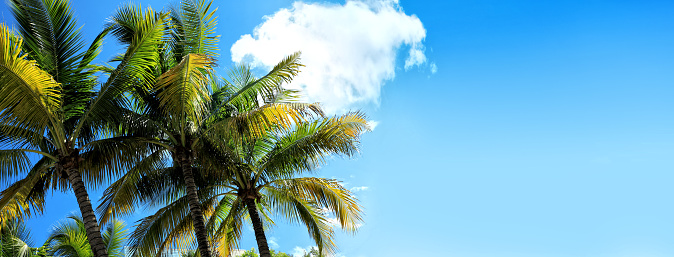 Coconut palm tree over clear blue sky in Florida