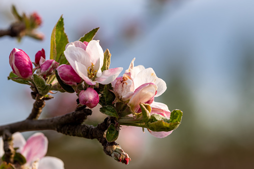 Apple tree blossom in rural orchard