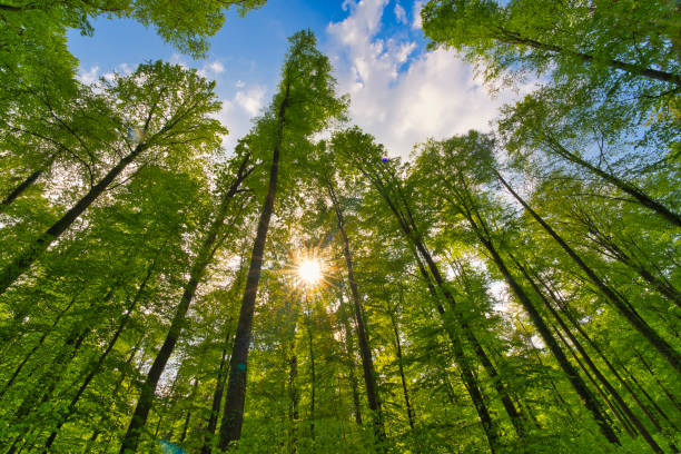 istock A great view up into the trees direction sky in may, Germany 1394823919