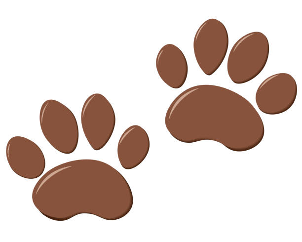 След лап Dog paw print isolated on white background. running board stock illustrations