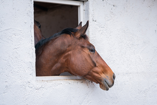 Bay horse looking outside of the stable window on white background.