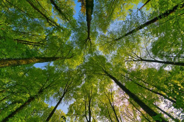 istock A great view up into the trees direction sky in may, Germany 1394824112
