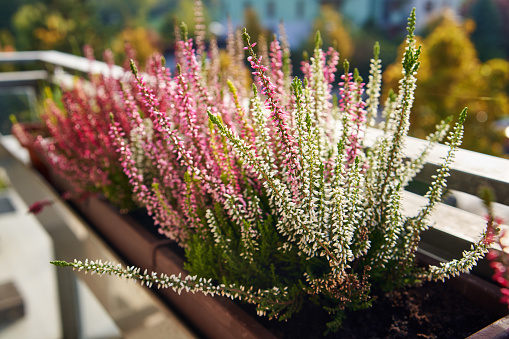 Closeup of fresh white and pink heather plant on a balcony