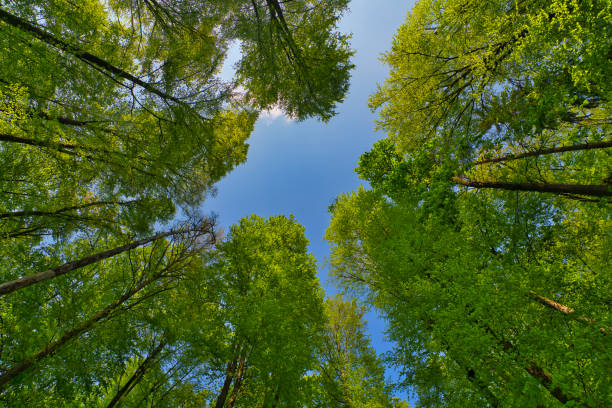 istock A great view up into the trees direction sky in may, Germany 1394824278