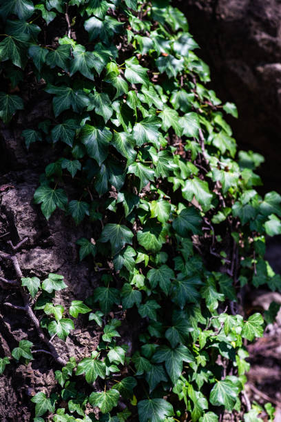 istock Wild vine plant as a natural background 1394824326