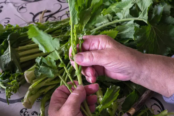 Photo of hands of older woman selecting the best turnip greens