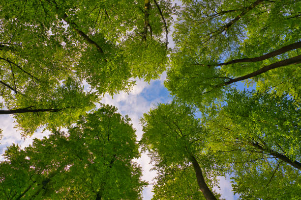 istock A great view up into the trees direction sky in may, Germany 1394826655