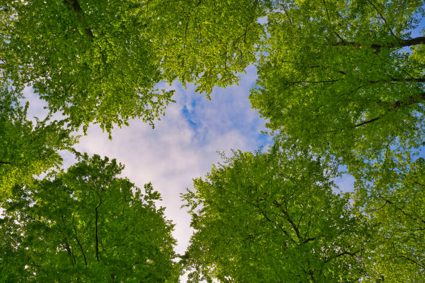 istock A great view up into the trees direction sky in may, Germany 1394826844