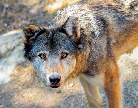 Grey wolf, canis lupus, portrait from up