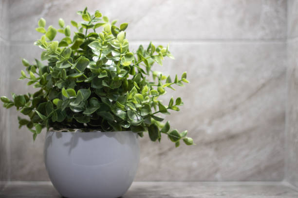 istock Callisia repens, also known as the creeper or turtle vine, is a succulent creeper from the Commelinaceae family with copyspace 1394827883