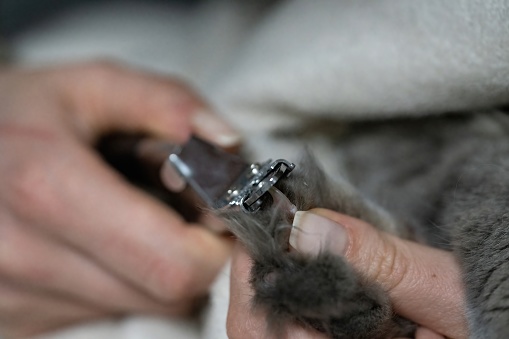 Woman cuts her cat's nails