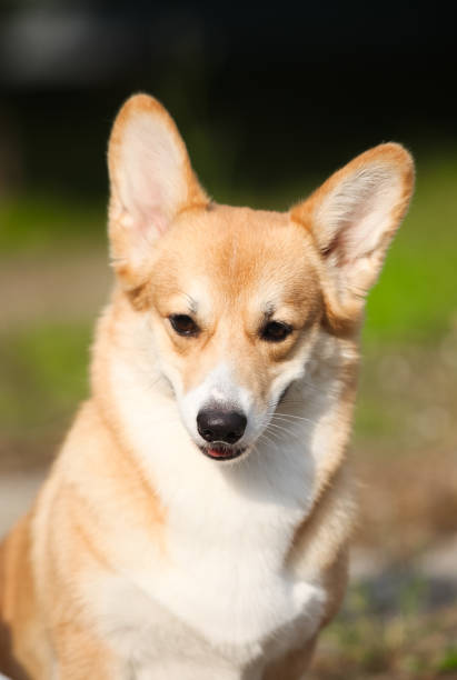istock Red welsh corgi pembroke portrait 1394829242