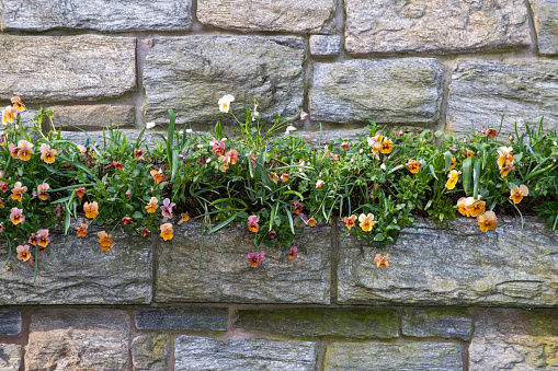 Flower pot on stone wall