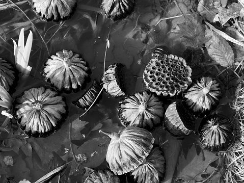 Black and white image of a Lotus flower surrounded by its leaves. Asian flower theme