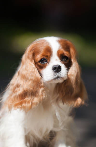 istock Small dog breed Cavalier King Charles Spaniel 1394830353