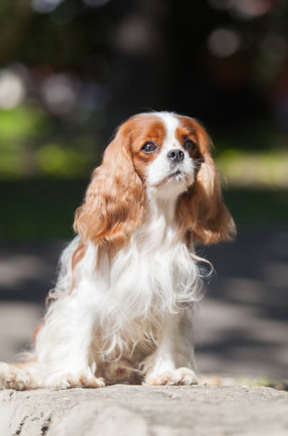 istock Small dog breed Cavalier King Charles Spaniel 1394830359