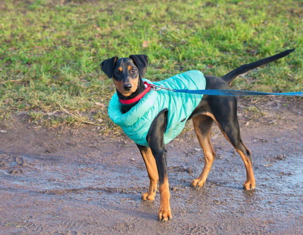 istock German Pinscher in a blue vest 1394830444