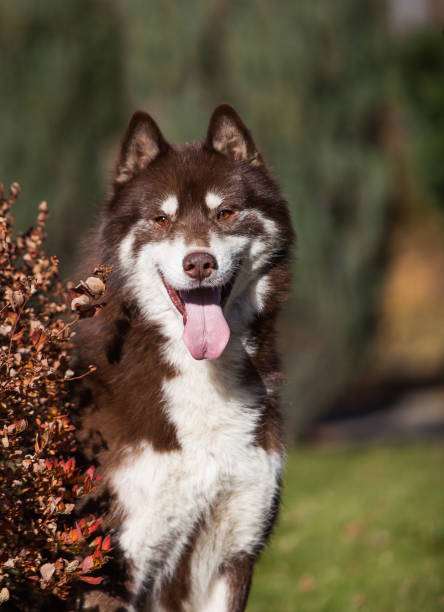istock Red siberian husky in the park 1394831590