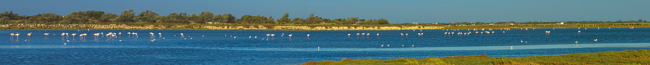 Greater flamingos, phoenicopterus roseus, landscape scenic in Camargue, France