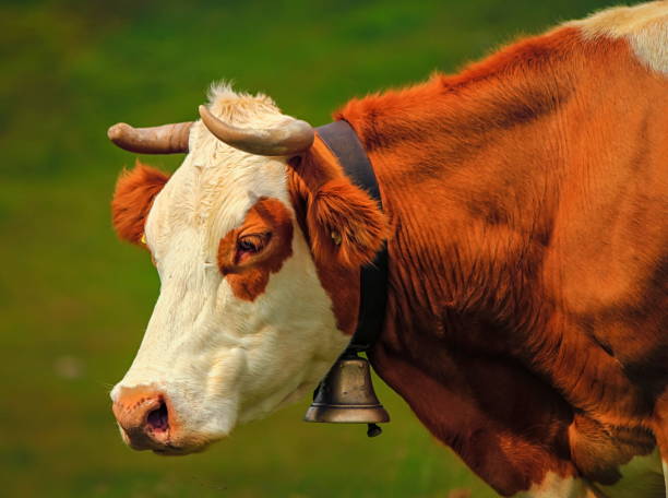 istock Hereford cow portrait and bell 1394834083