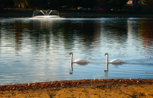 A pair of swans gliding by on a small lake with fountain in the background