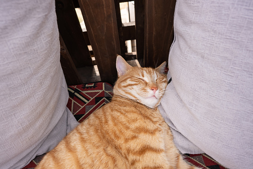 Ginger cat sleeping on couch in back yard terrace surrounded with cushions