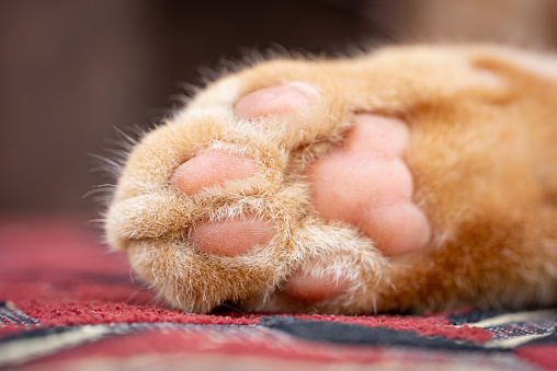 paws of a ginger red cat close up