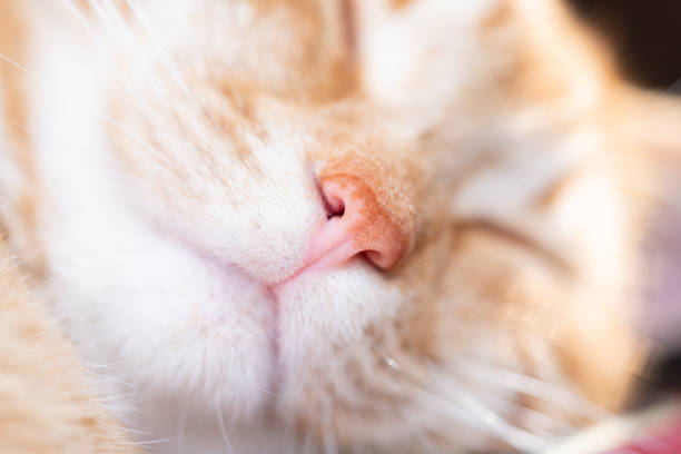 Portrait of Cute ginger kitten nose sleeping