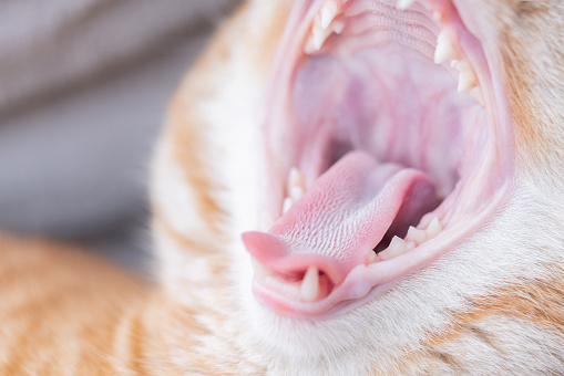 Sleeping and yawning ginger cat