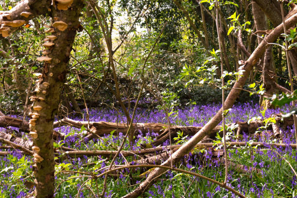istock bluebells in ancient woodland 1394835555