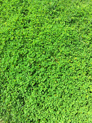 Green color clover leaf background