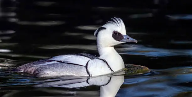 Male smew duck, mergellus albellus, floating on the water