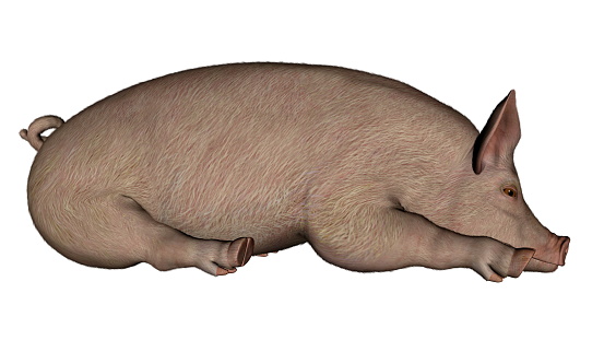 Pig sleeping isolated in white background - 3D render