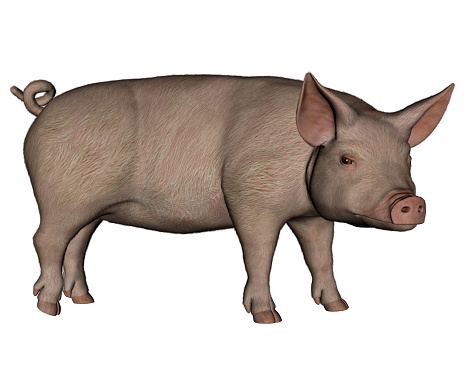 Pig standing isolated in white background - 3D render
