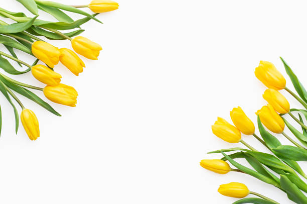 istock White background and yellow tulips 1394837777