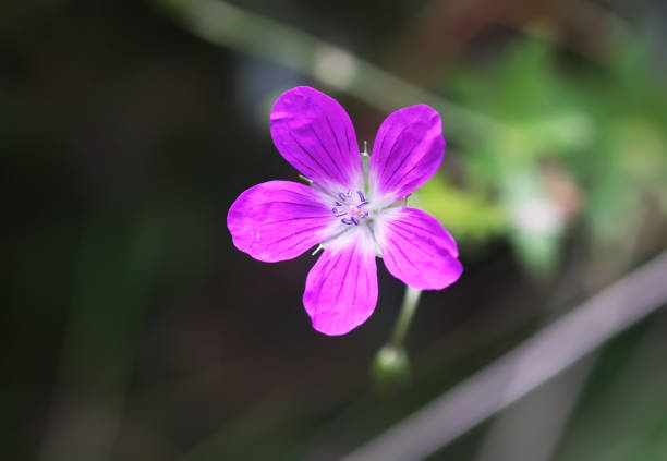 istock Purple Geranium wildflower close up. 1394837810