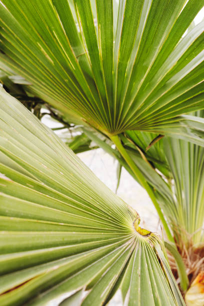 istock Palm leaves light green tropical background 1394839153
