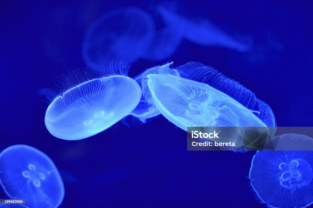 jellyfishes - Foto de stock de Agua libre de derechos