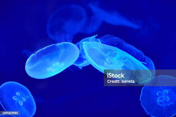 Jellyfishes Foto de stock y más banco de imágenes de Agua - Agua, Animal, Animales salvajes