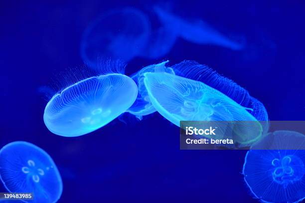 Photo libre de droit de Jellyfishes banque d'images et plus d'images libres de droit de Animaux à l'état sauvage - Animaux à l'état sauvage, Au fond de l'océan, Bleu