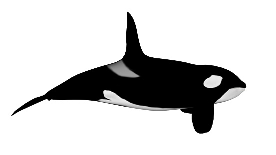 Killer whale isolated in white background - 3D render