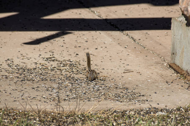 A small chipmunk scavenges food fallen birdseed from the ground outside the visitor’s center at State Forest State Park in the Rocky Mountains of Colorado