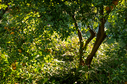 Lemon tree in the gardens of Tuscany. colour photo taken during the summer day