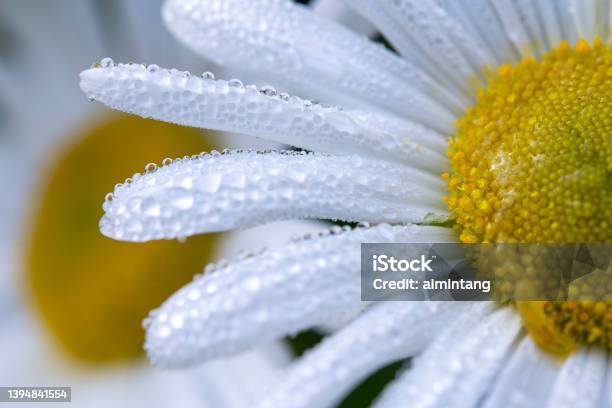 Chamomile Stock Photo - Download Image Now - Daisy, Water, Drop